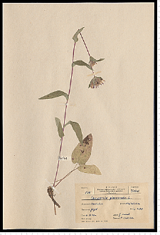 Campanula glomerata L.