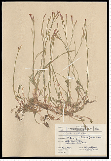 Dianthus deltoides L.