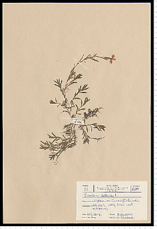 Dianthus deltoides L.