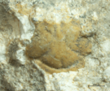 Tanidromites species