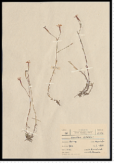 Dianthus deltoides L.