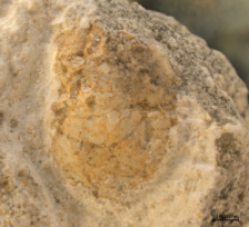 Tanidromites species