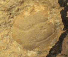 Tanidromites species