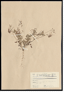 Erodium cicutarium (L.) L'Hér.