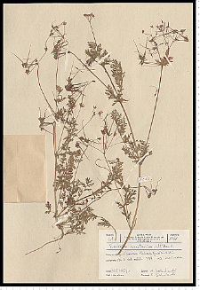 Erodium cicutarium (L.) L'Hér.