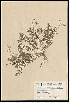 Erodium cicutarium (L.) L'Hér.