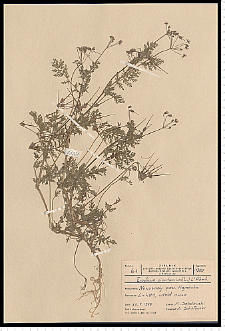 Erodium cicutarium (L.) L'Hér.