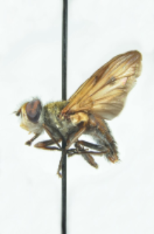 Ectophasia crassipennis (Fabricius, 1794)