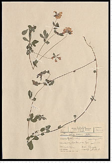 Lotus uliginosus Schkuhr