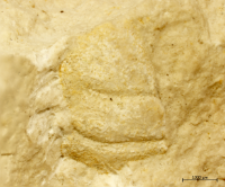 Goniodromites species