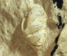 Goniodromites species