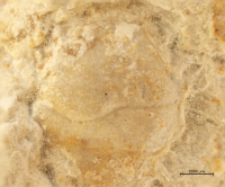 Goniodromites species
