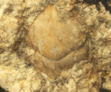 Tanidromites species