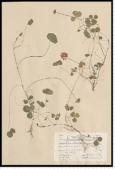 Trifolium repens L.