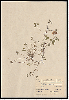 Trifolium repens L.