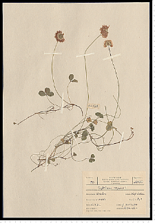 Trifolium repens L.