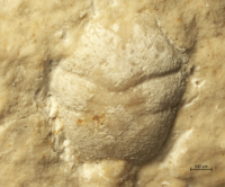 Goniodromites kubai