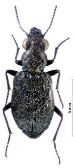 Elaphrus cupreus (Duftschmid, 1812)