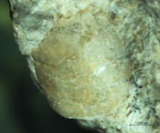 Goniodromites serratus