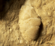 Goniodromites kubai