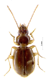 Trechus pilisensis sudeticus (J.S. Pawłowski, 1975)