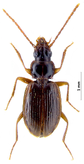 Trechus austriacus (Dejean, 1831a)