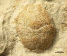Goniodromites kubai
