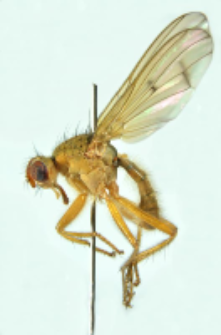 Scathophaga suilla (Fabricius, 1794)