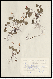 Viola reichenbachiana Jord. ex Boreau