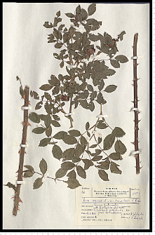 Rosa canina L.