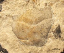 Tanidromites species