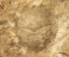 Tanidromites species