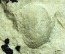Goniodromites species