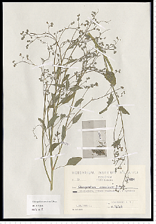 Chenopodium suecicum Murr