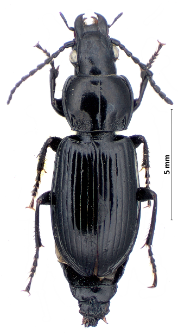 Pterostichus quadrifoveolatus (Letzner, 1852)