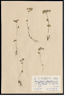 Chrysosplenium alternifolium L.