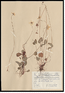 Parnassia palustris L.