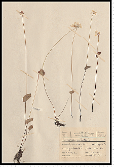 Parnassia palustris L.