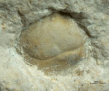 Goniodromites species