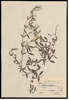 Lathyrus pratensis L.