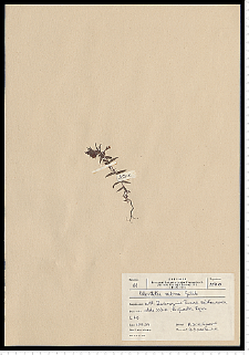 Odontites serotina (Lam.) Rchb. s. s.