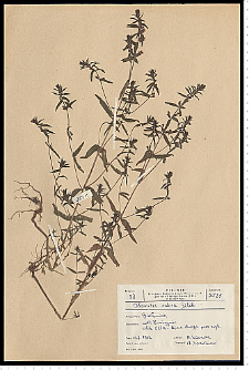 Odontites serotina (Lam.) Rchb. s. s.