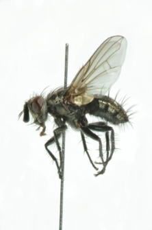 Triarthria setipennis (Fallen, 1810)