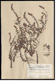 Odontites serotina (Lam.) Rchb. s. s.