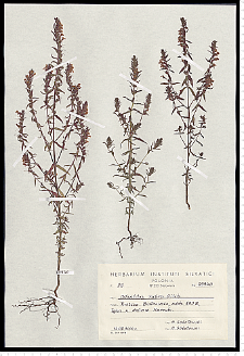 Odontites serotina (Lam.) Rchb. s. s.