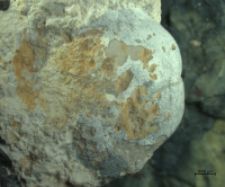 Tanidromites insignis