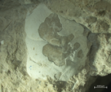 Tanidromites insignis