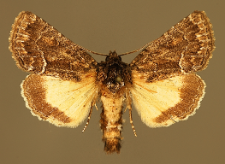 Thalpophila matura (Hufnagel, 1766)