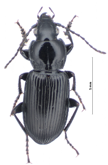 Pterostichus nigrita (Paykull, 1790)