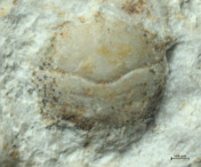 Goniodromites kubai